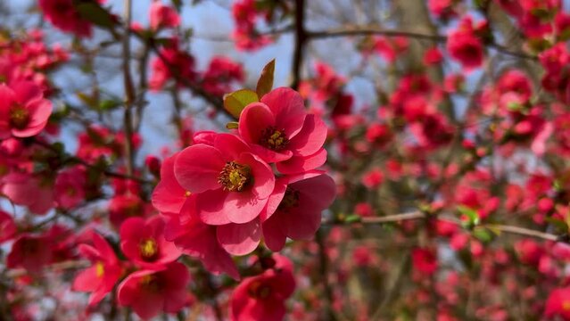 Pink quince flowers on a blurred background. Horizontal slider shot on quince flowering branch