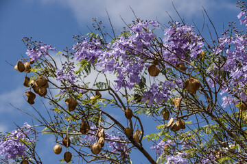 Palisanderholzbaum (Jacaranda mimosifolia) - 771798224
