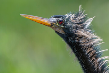 close up of a bird Ahninga