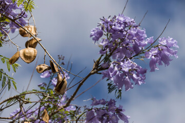 Palisanderholzbaum (Jacaranda mimosifolia) - 771798292