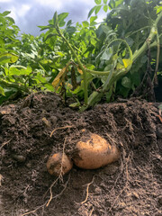 Russet potato plant excavated in the field showing tubers and roots
