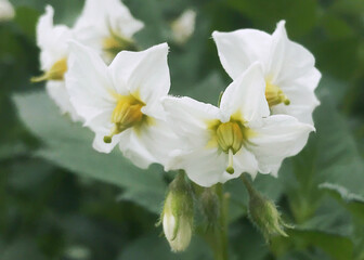 Fototapeta na wymiar White flower cluster from a potato plant