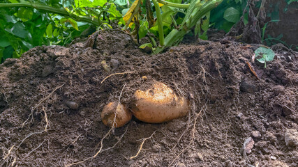 Russet potato plant excavated in the field showing tubers and roots