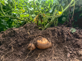 Russet potato plant excavated in the field showing tubers and roots