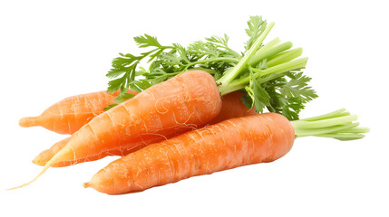 Freshly Harvested Carrots