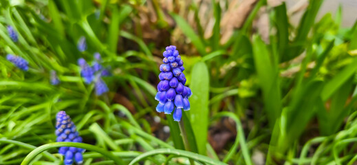 Beautiful spring blue flower grape hyacinth with sun and green grass. Macro shot of the garden with...