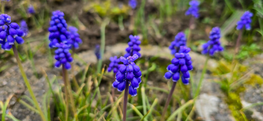Beautiful spring blue flower grape hyacinth with sun and green grass. Macro shot of the garden with a natural blurred background.(Muscari armeniacum)