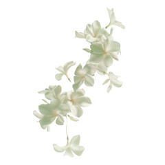 Obraz na płótnie Canvas White flowers contrast beautifully against the transparent background