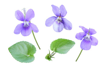Viola flowers and leaves set isolated transparent png. Purple blue bloom of violet plant. Violette fragrant blossom.