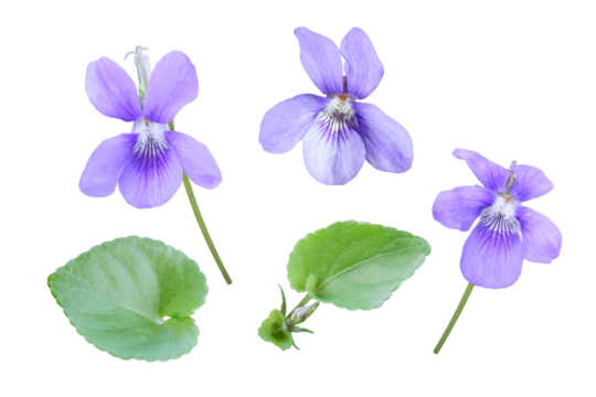 Viola flowers and leaves set isolated transparent png. Purple blue bloom of violet plant. Violette fragrant blossom.