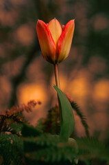 Obraz premium Tulpe