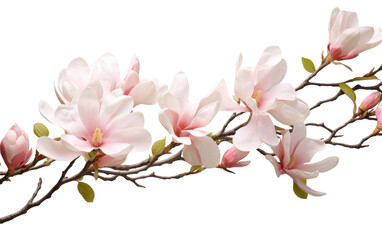 A delicate branch adorned with vibrant pink flowers stands out against a pristine white background