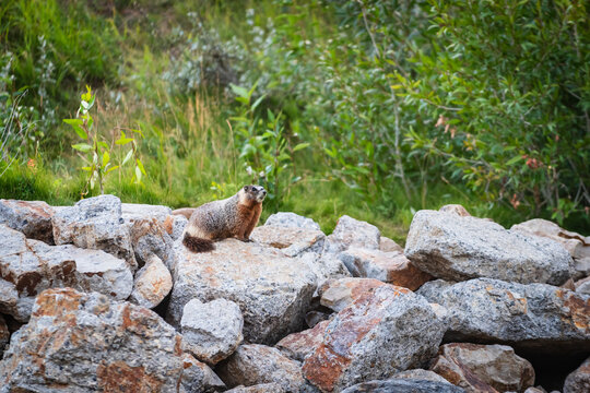 yellow-bellied marmot