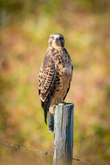 Swainson's Hawk