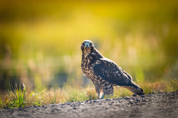 Swainson's Hawk