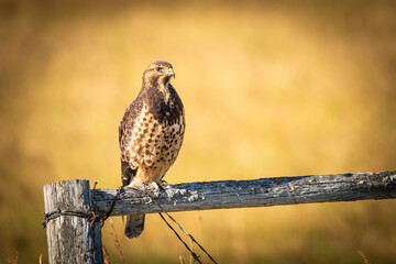 Swainson's Hawk