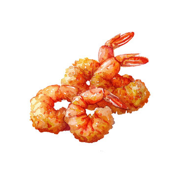 fried shrimp vector illustration in watercolour style