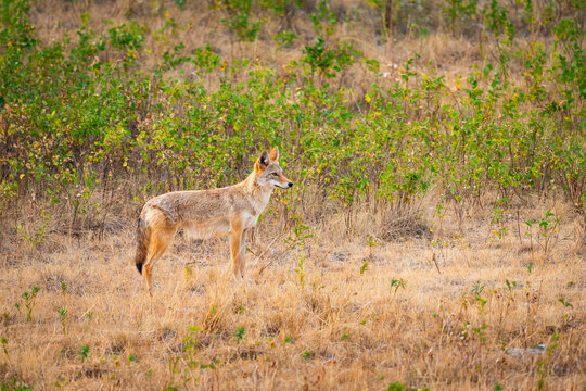 Wild coyote hunting for small prey in a summer farm field