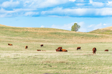 Beef Cattle in a summer farm field