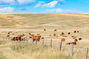 Beef Cattle grazing under blue skies