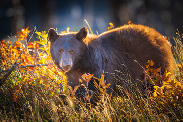 Wild brown coloured Black Bear feeding on berries in autumn Waterton Lakes National Park Alberta Canada