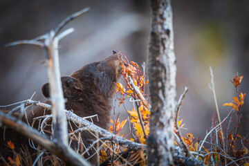 Wild brown coloured Black Bear feeding on berries in autumn Waterton Lakes National Park Alberta Canada