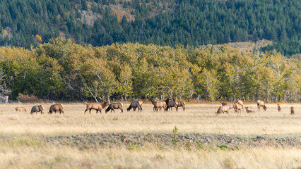 Herd of wild Elk in a field in Waterton National Park Alberta Canada during the rutting mating season.