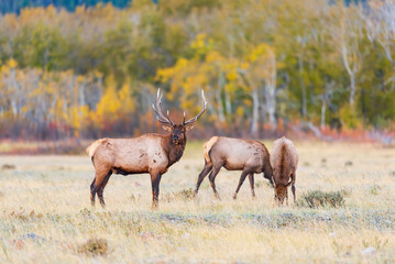 Naklejka na ściany i meble Herd of wild Elk in a field in Waterton National Park Alberta Canada during the rutting mating season.