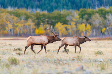 Herd of wild Elk in a field in Waterton National Park Alberta Canada during the rutting mating season.