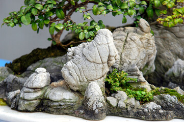 Chinese rock bonsai art, a miniature landscape.