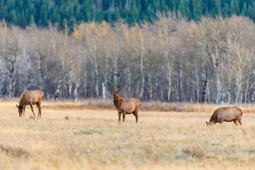 Herd of wild Elk in a field in Waterton National Park Alberta Canada during the rutting mating season.