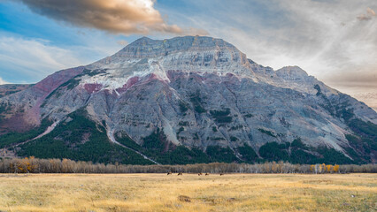 Fototapeta premium Herd of wild Elk in a field in Waterton National Park Alberta Canada during the rutting mating season.