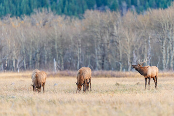 Fototapeta na wymiar Herd of wild Elk in a field in Waterton National Park Alberta Canada during the rutting mating season.