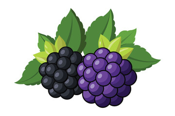 Black berry fruits isolated flat vector illustration on white background