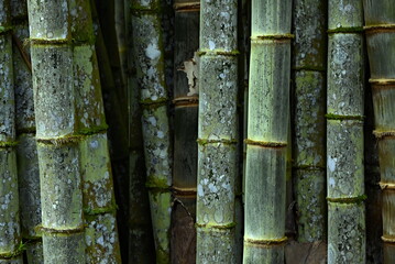 Close up of bamboo poles