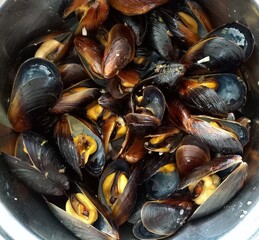 mussels