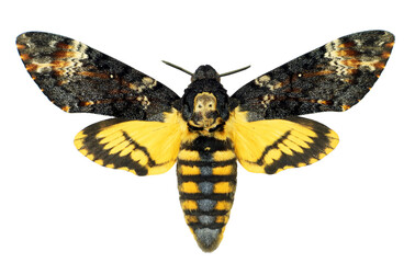 Hawk moth Death's Head Acherontia atropos isolated on a transparent background macro. Collection of...