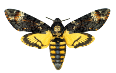 Hawk moth Death's Head Acherontia atropos isolated on a transparent background macro. Collection of insects, butterflies, design element