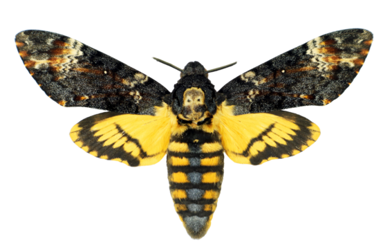 Hawk moth Death's Head Acherontia atropos isolated on a transparent background macro. Collection of insects, butterflies, design element