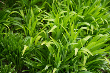 Gr&uuml;nzeug Hintergrund Bl&auml;tter &uuml;ppige Vegetation
