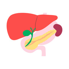 肝臓、胆嚢、膵臓、脾臓、胃、十二指腸。フラットなベクターイラスト。
Liver, gallbladder, pancreas, spleen, stomach and duodenum. Flat vector illustration.