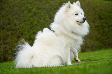 Hund Spitz Japanspitz weiß