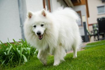 Hund Spitz Japanspitz weiß