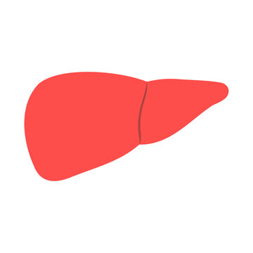 ヒトの肝臓。フラットなベクターイラスト。
Human liver. Flat vector illustration.