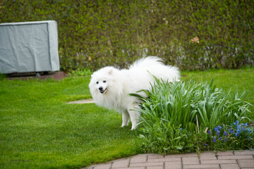 Hund Spitz Japanspitz weiß