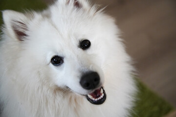 Hund Spitz Japanspitz weiß