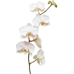 a bunch of white flowers on a transparent background