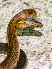 Golden-crowned Snake in New South Wales, Australia