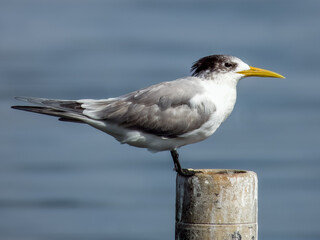 Great Crested Tern in New South Wales, Australia