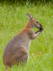 Pretty-faced Wallaby in New South Wales, Australia